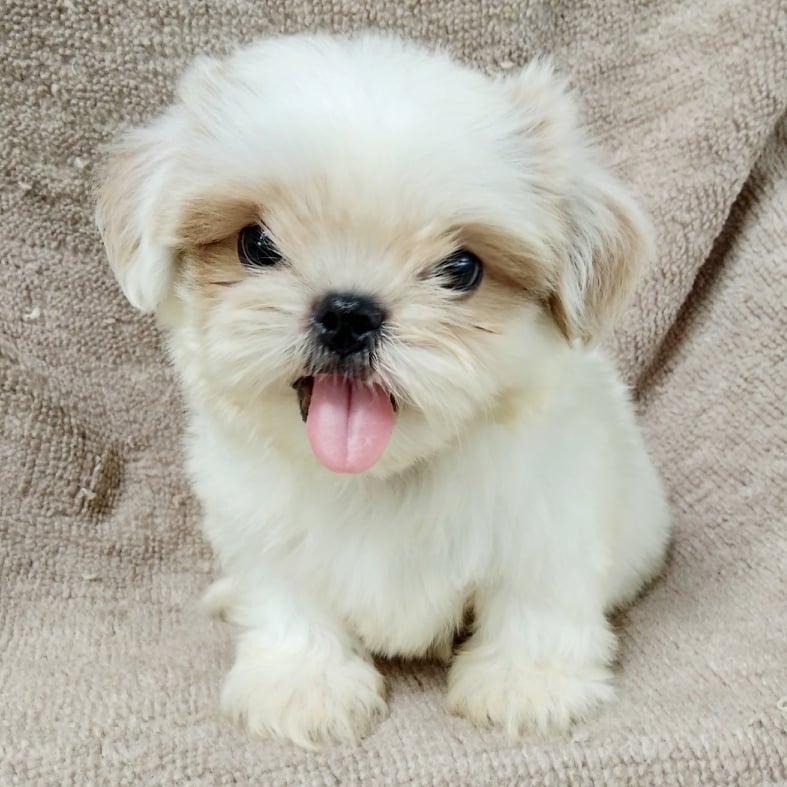 ชิสุทอยแท้น้ำใส