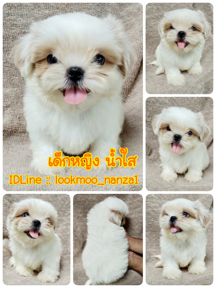 ชิสุทอยแท้น้ำใส