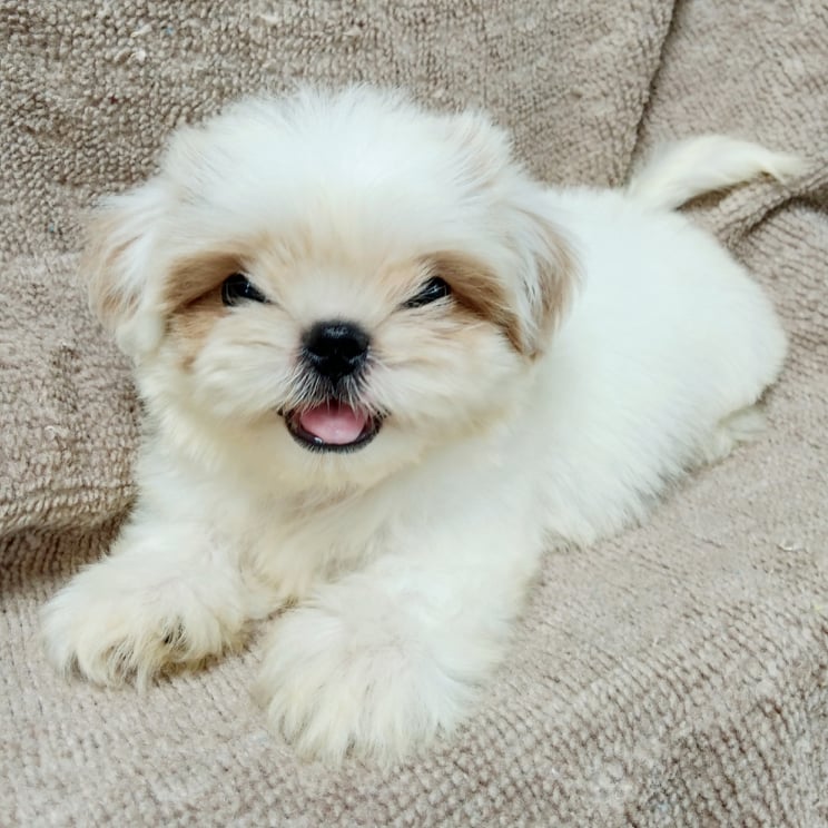 ชิสุทอยแท้น้ำใส