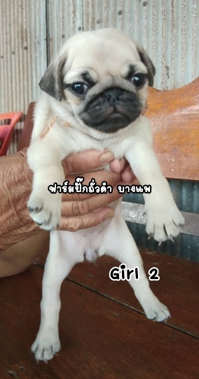 ชอบก็ทัก รักก็บอก  เบาๆ ..ปั๊ก