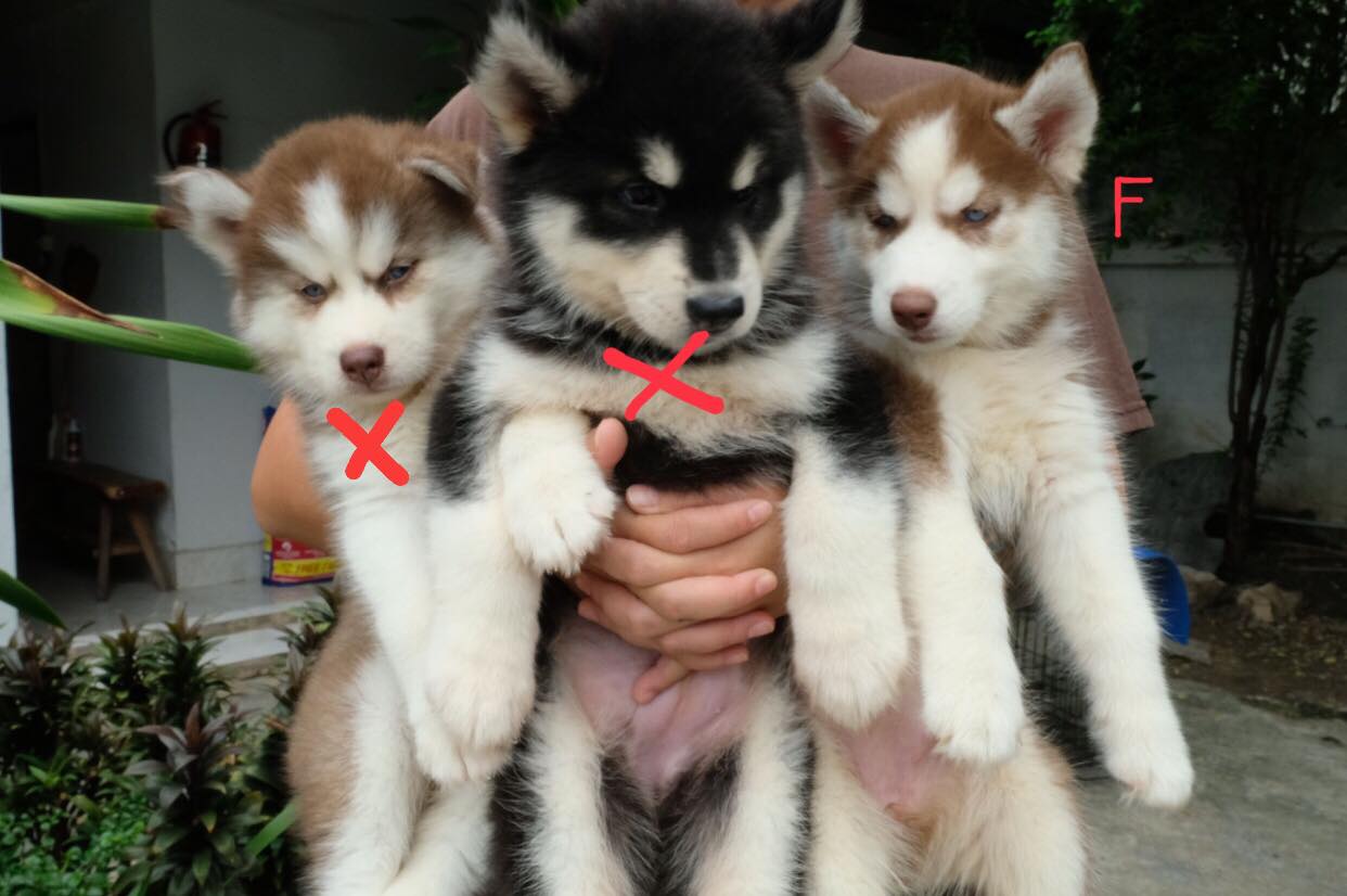 #ไซบีเรียนวู้ดลี่โค้ท  ราคาเริ่มต้นที่7,900 มีใบเพดดีกรี