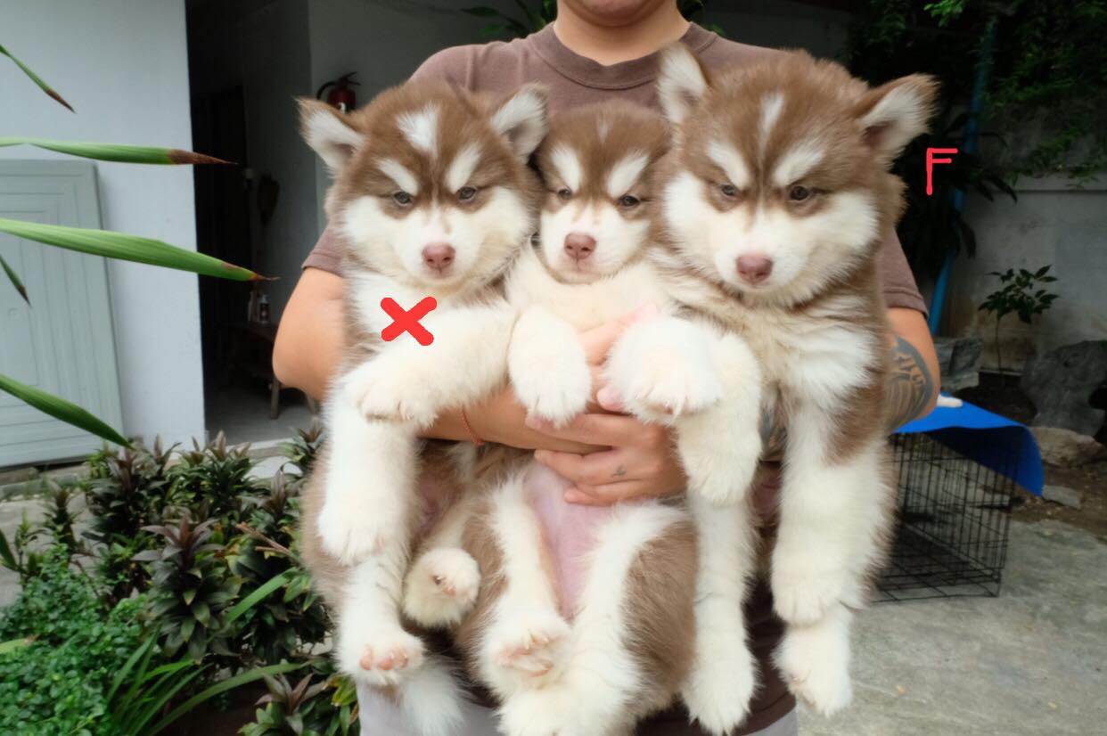 #ไซบีเรียนวู้ดลี่โค้ท  ราคาเริ่มต้นที่7,900 มีใบเพดดีกรี
