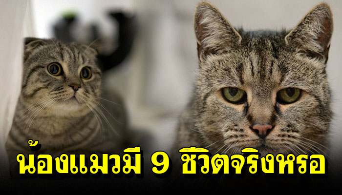 จริงหรือมั่วกันแน่ ที่ว่า....น้องแมวมี 9 ชีวิต มาหาคำตอบกัน