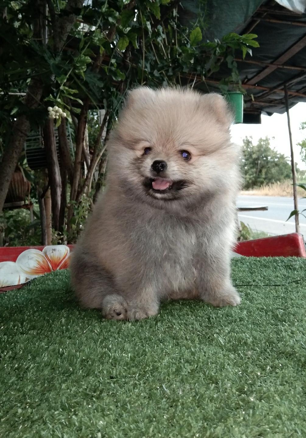 ปอม ปอม เพศ เมีย  พร้อมย้ายบ้าน  5900 บาท