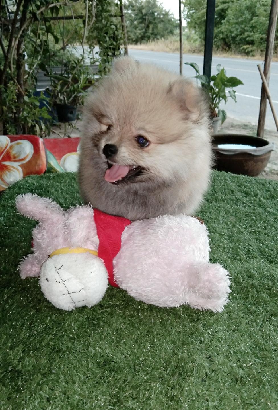 ปอม ปอม เพศ เมีย  พร้อมย้ายบ้าน  5900 บาท