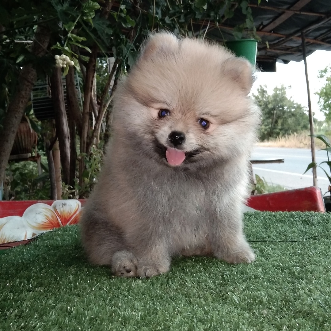 ปอม ปอม เพศ เมีย  พร้อมย้ายบ้าน
