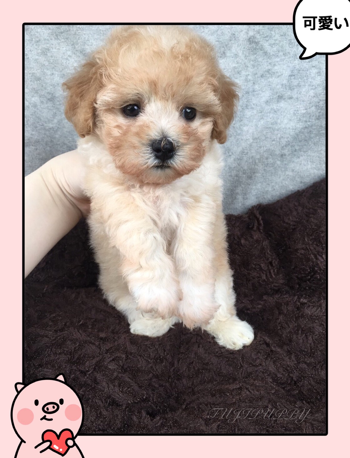 ขายลูกพุดเดิ้ลทอยด์แท้สีน้ำตาลอ่อน