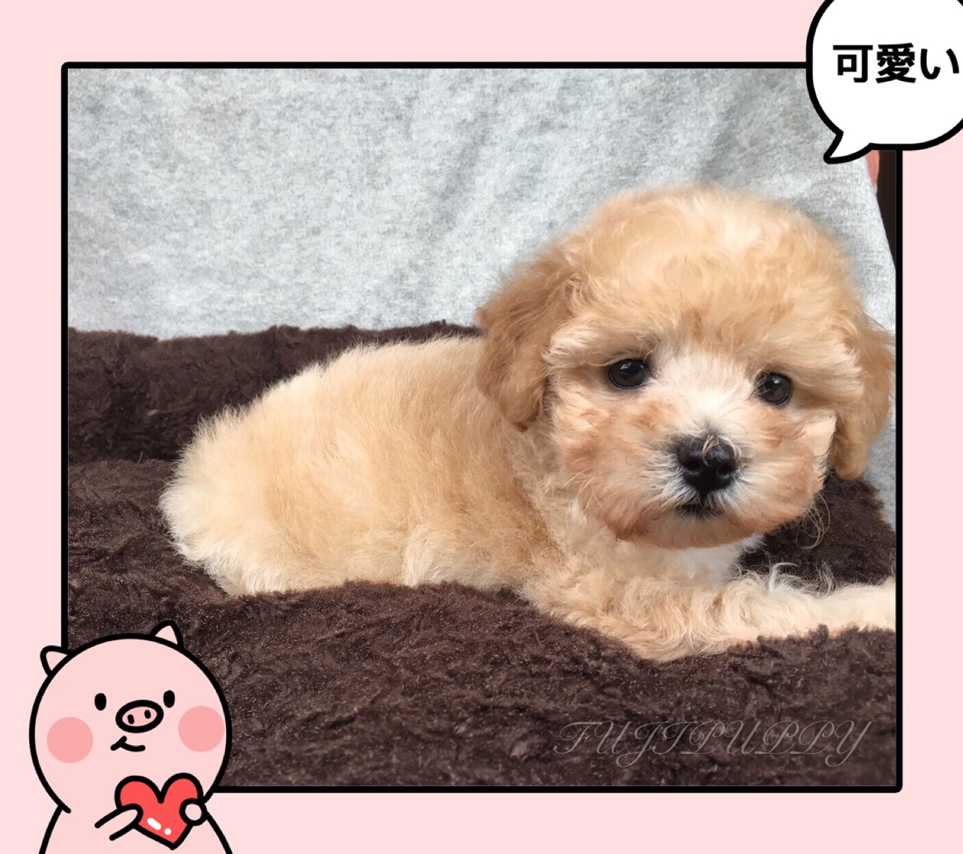 ขายลูกพุดเดิ้ลทอยด์แท้สีน้ำตาลอ่อน