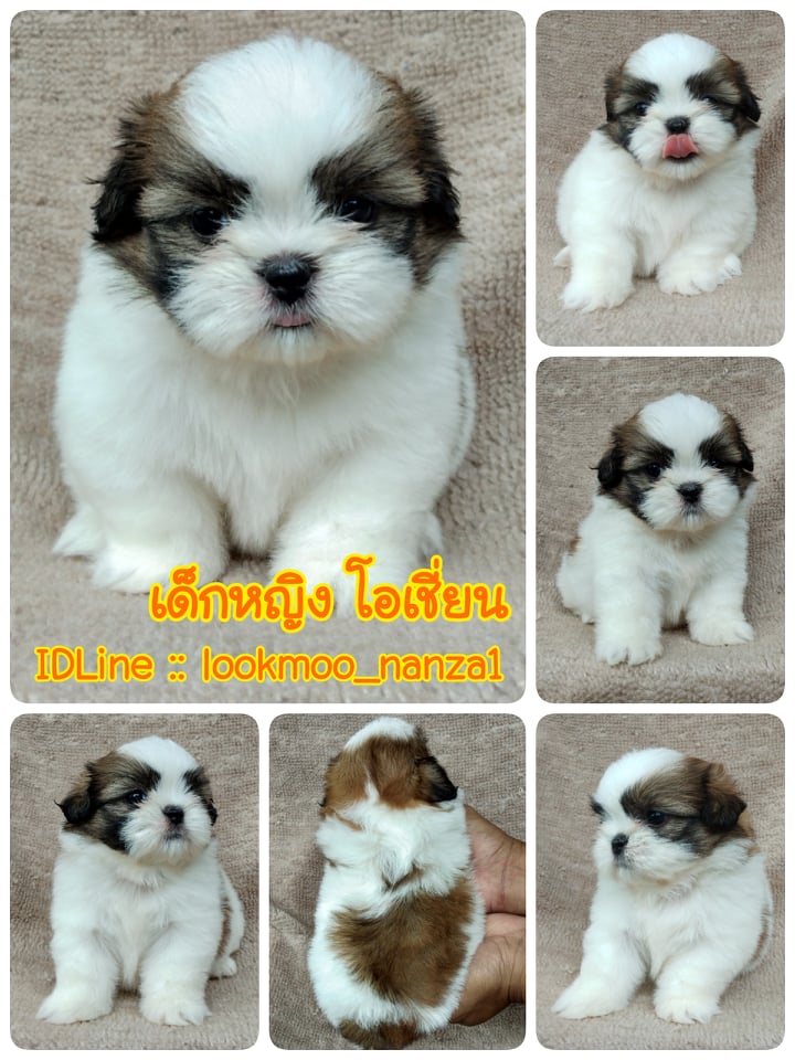 ชิสุทอยแท้เพศเมีย