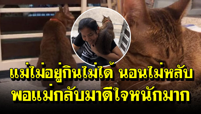 เจ้าเหมียวนั่งรอแม่ทั้งวันทั้งคืน พอกลับมาเท่านั้นแหละ ดีใจหนักมาก