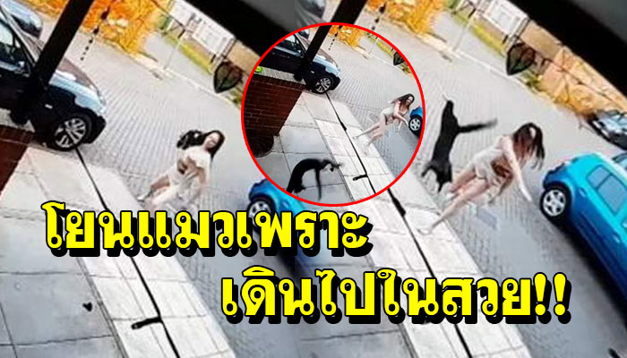 เพื่อนบ้านโมโหหนัก โยนลูกแมวแปดเดือนทิ้ง เพราะดินเข้าไปในสวนบ้านของเธอ