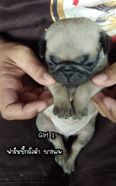 ชอบก็ทัก รักก็บอก เบาๆ ..ปั๊ก