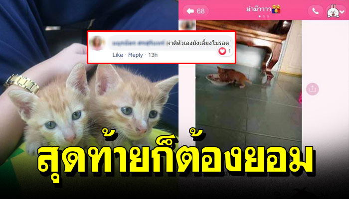 แม่ผู้ไม่ให้เลี้ยงแมว ลูกสาวดันไปรับแมวมาเลี้ยง สุดท้ายแม่เป็นทาสแม่เฉย