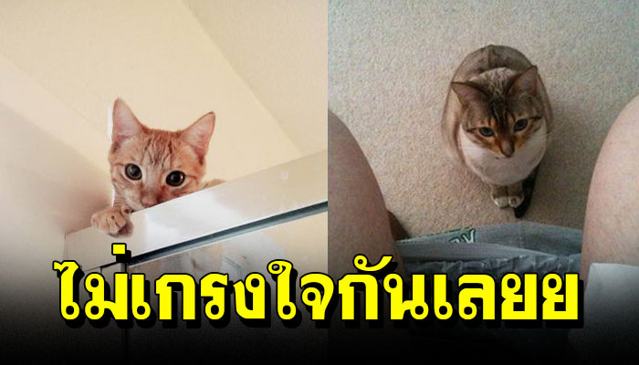 23 ภาพเฮฮาของสัตว์เลี้ยงตัวแสบ ที่ไม่เคยเกรงใจเวลาส่วนตัวกันบ้างเลย