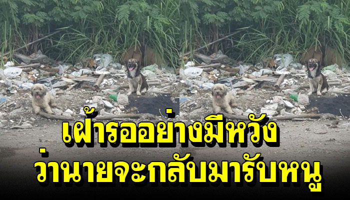 เจ้าตูบถูกทิ้งไว้ที่กองขยะ เฝ้ารอเจ้าของมารับ หวังเพียงแค่นายจะกลับมารับหนู