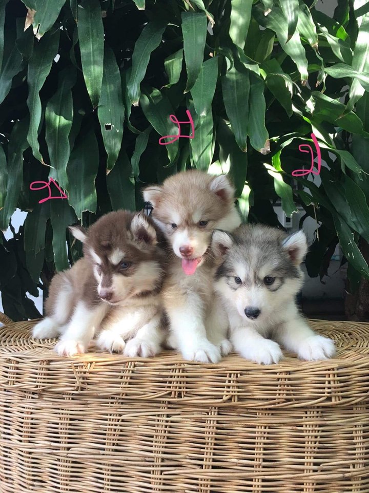ขายไซบีเรียน สำหรับคนงบน้อย