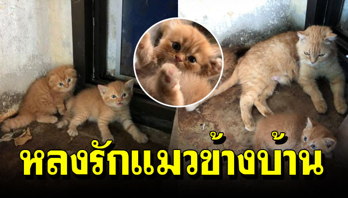 แม่เหมียวนอนในกรงตากแดดตากฝน เจ้าของไม่สนใจ จนคนไม่ชอบแมวรับไปเลี้ยง