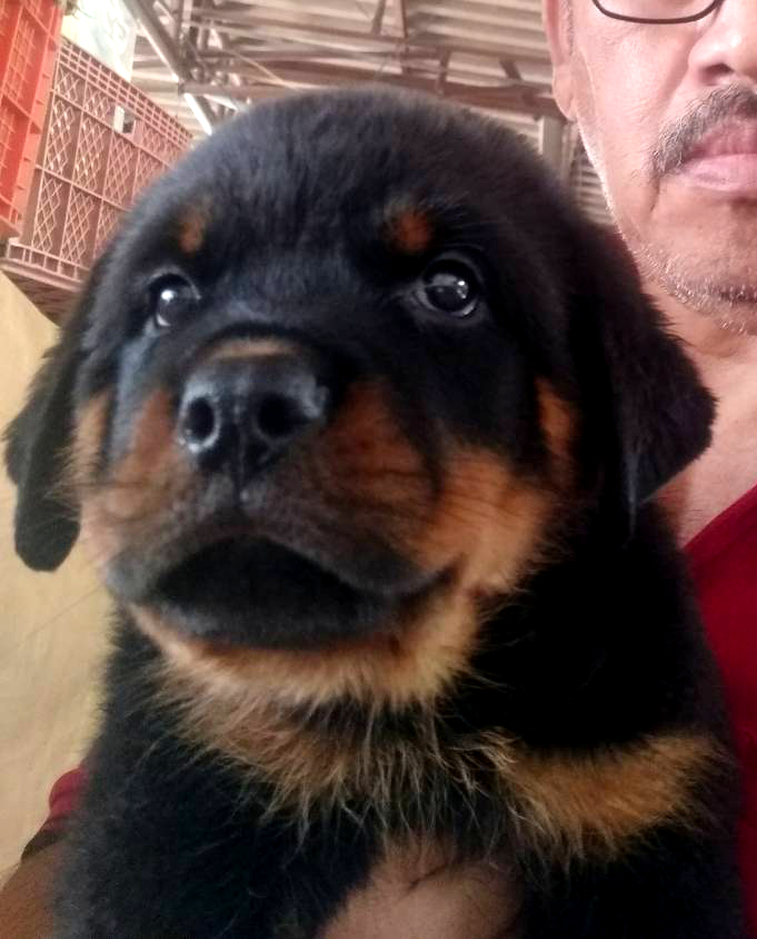 ขายลูกสุนัขร็อตไวเลอร์ โครงสร้างใหญ่