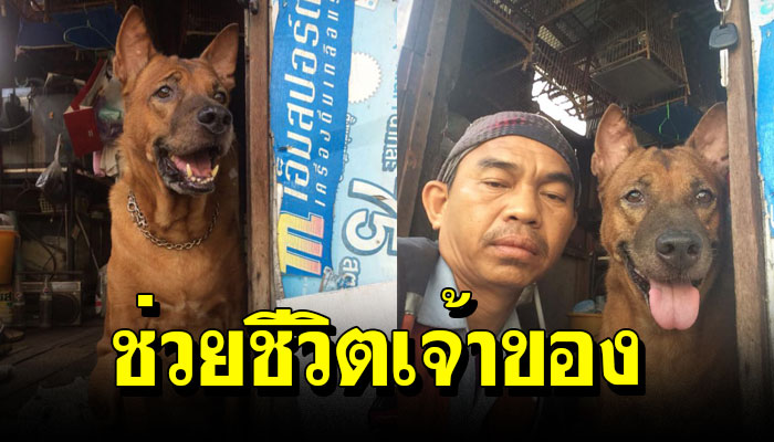 เจ้าหม่ำสุนัขมีสัมผัสพิเศษ ช่วยชีวิตเจ้าของรอดอย่างหวุดหวิด