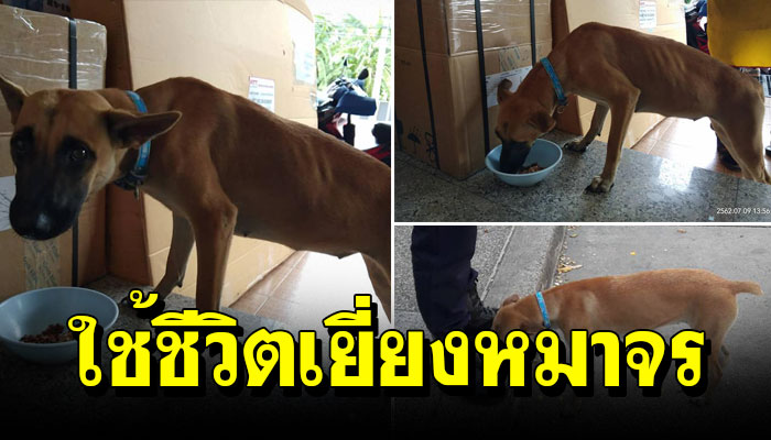 เจ้าตูบโดนหนัก!! เพราะขโมยของกิน หิวกินไม่อิ่มท้อง หาเศษอาหารประทังชีวิต