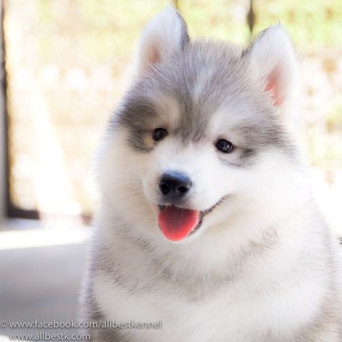 น้องหมาไซบีเรียนฮัสกี้ มาพร้อมแล้วหลสยคอก คัดเกรดมาทุกตัวเพื่อคุณ