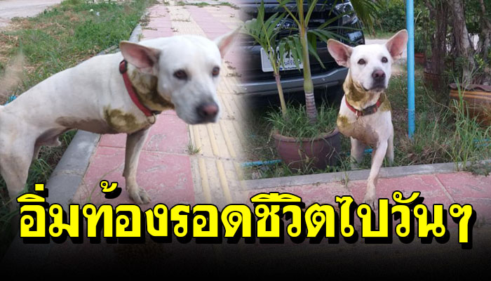 เจ้าหมา3ขาถูกส่งกลับวัดเดิน หลังอยู่บ้านใหม่ 1ปี ตอนนี้ไร้ข้าวกินมีชีวิตไปต่อวัน