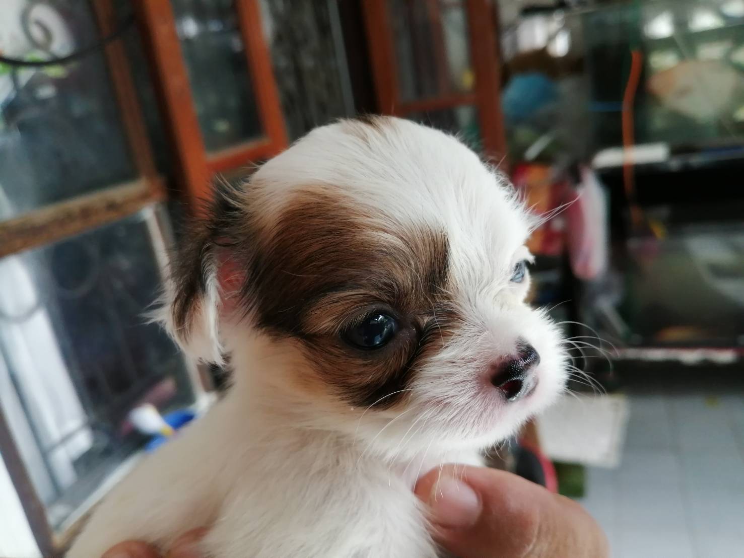 ขายลูกชิวาว่าหมาบ้านเลี้ยงเอง