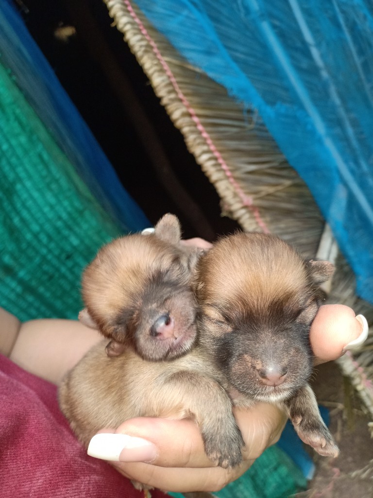เปิดจองน้องหมาพันธ์ปอมๆอายุได้ 15 วัน