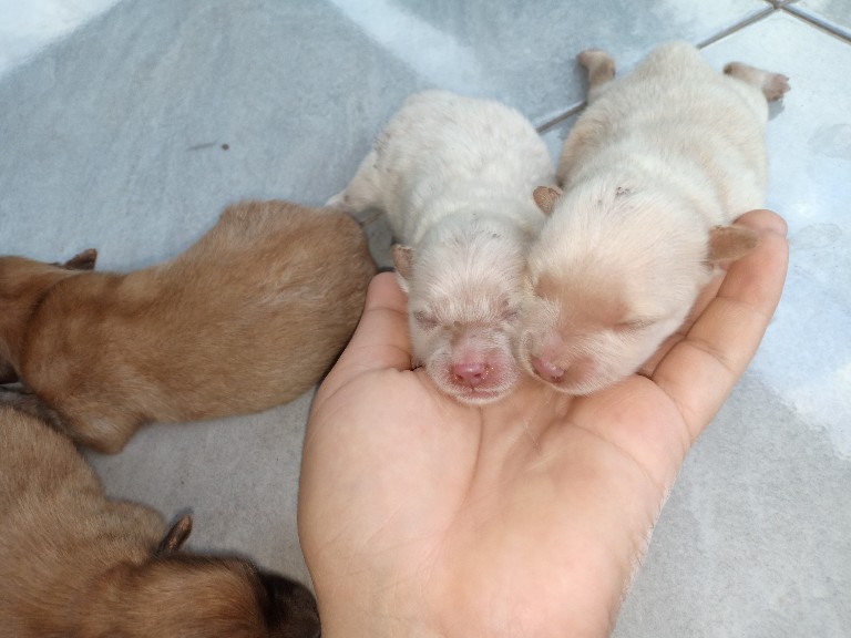 เปิดจองน้องหมาพันธ์ปอมๆอายุได้ 15 วัน