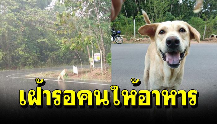 เจ้าตูบ ตากฝน รอคอยอย่างมีหวัง ว่าคนที่เคยให้ข้าวจะกลับมาหาและเอาข้าวมาให้กินอีก