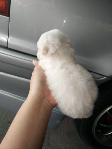 พุดเดิ้ลทอย สีขาว เพศ ผู้  พร้อมย้ายบ้าน