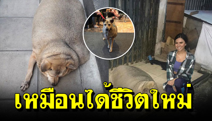 เจ้าขนุนหมาจรตัวอ้วนตลาดอุดมสุข เหมือนมีชีวิตใหม่ ฝรั่งสาวมารับไปอยู่ด้วย