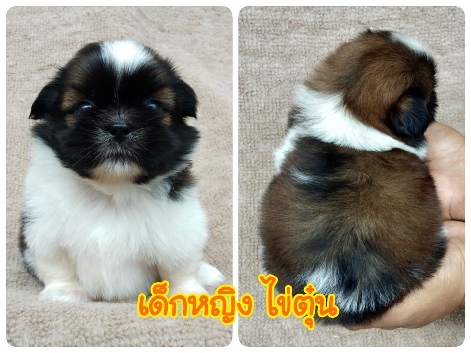 ชิสุทอยแท้เพศเมีย