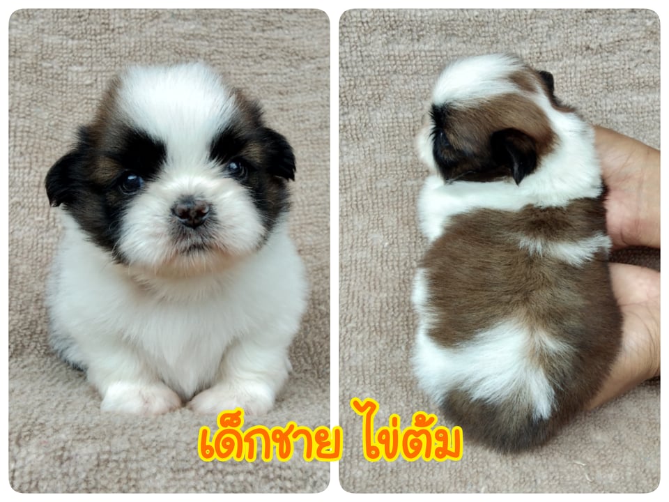 ชิสุทอยแท้เพศผู้