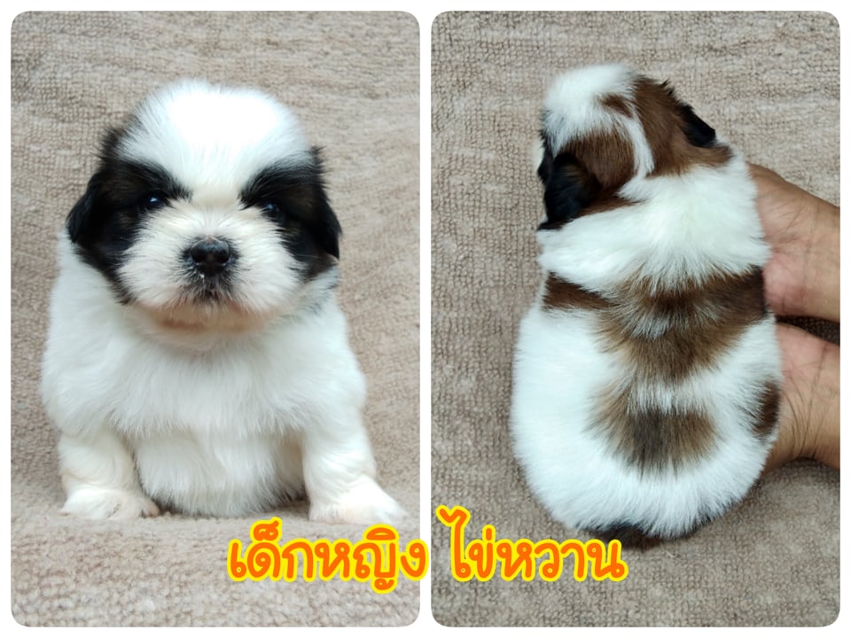 ชิสุทอยแท้เพศเมีย