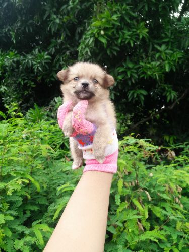 ชิวาวาขนยาว  กำลัง น่ารัก ตัวเล็กๆ เพศ ช. ราคา เบา