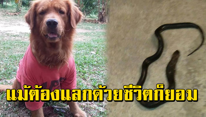 เจ้าตูบสู้งูเห่าสุดใจ ไม่เกรงกลัว เพื่อปกป้องเจ้านาย แม้ต้องแลกด้วยชีวิตก็ยอม