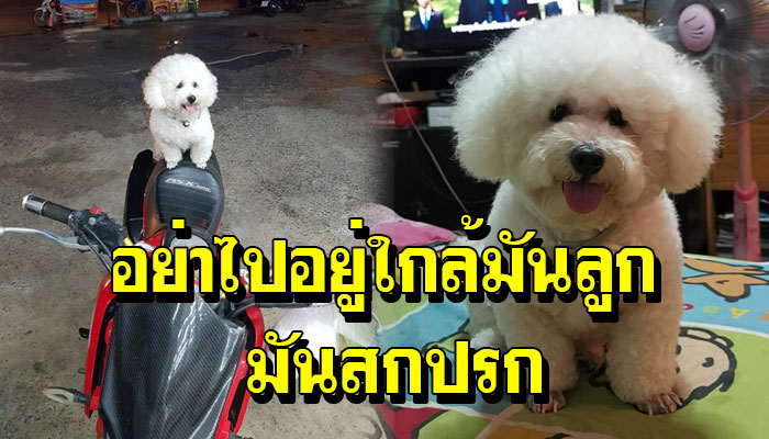 เจ้าตูบนั้งหน้าเซเว่น แต่ถูกว่า อย่าไปใกล้มันลูกมันสกปรก ต่อหน้าต่อตาเจ้าของ