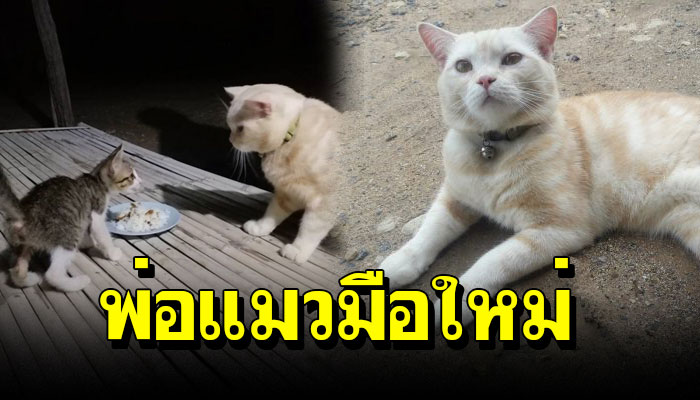 พ่อแมวมือใหม่ พาเมียเข้าบ้าน แต่ยังไม่มีลูก ดันคาบลูกของคนอื่นเขามาเลี้ยง
