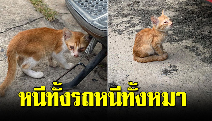 เจ้าเหมียว 4 ตัวใช้ชีวิตโดดเดียวหนีทั้งรถหนีทั้งหมาถ้าไม่มีกินก็ต้องอดจนตัวผอม