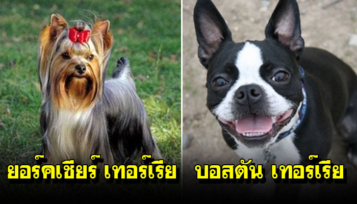 10 สายพันธุ์น้องหมาเหมาะสำหรับ “ผู้เลี้ยงมือใหม่”