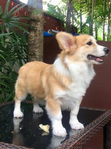 คอร์กี้เพศเมีย นำเข้า อายุ 6 เดือน มีใบ export pedigree ขึ้นทะเบียนสมาคมได้เลย