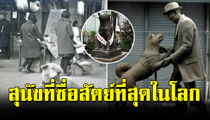 ”ฮาจิโกะ”สุนัขที่ซื่อสัตย์ที่สุดในโลก แสดงให้เห็นว่ามันกำลังรอเจ้านายอยู่