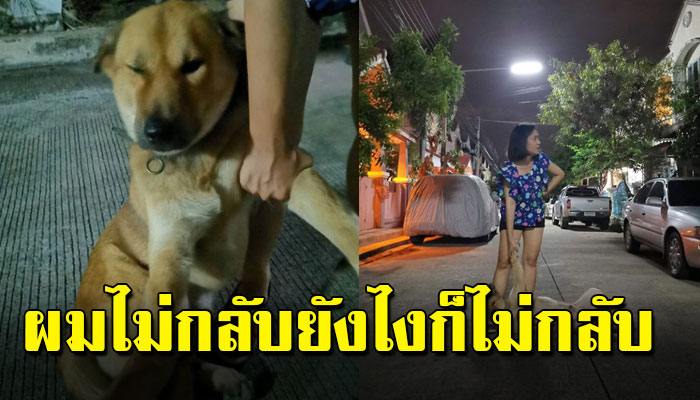 เจ้าตูบกีกี้ แอบหนีออกจากบ้านจนเจ้าของไปตามกลับ แต่ทิ้งตัวไม่ยอมกลับ (คลิป)