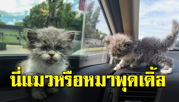เหมียวน้อยเปอร์เซียวัย 2 เดือน อาบน้ำก็แล้วหวีขนก็แล้วแต่ขนก็ยังเหมือนหมูหยอง