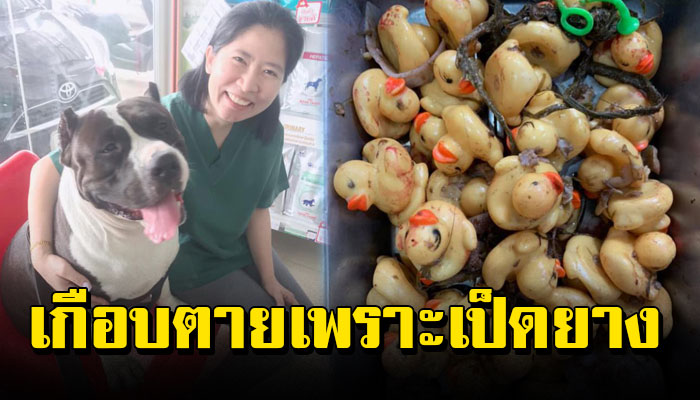 เจ้าตูบอ้วนหนัก 50 กิโล เกือบตาย เพราะกินตุ๊กตาเป็ดยางไป 38 ตัว