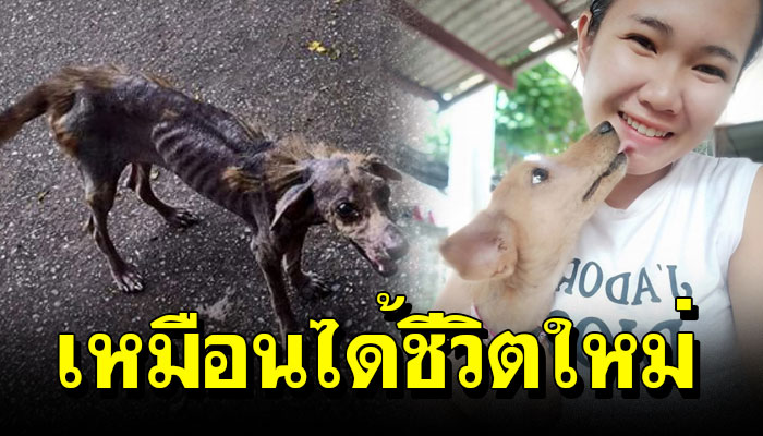 หมาจรใกล้ตาย เจอสาวใจดีชุบชีวิตให้ใหม่กลายเป็นหมาที่โชคดีที่สุดในโลก