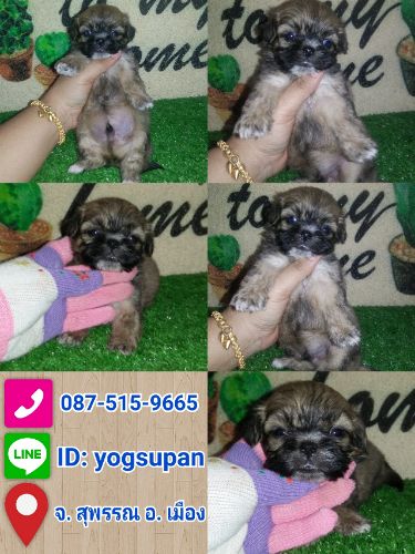 ชิสุน์ ตัวจิ๋ว. เพศ ช. +วัคซีนแล้ว พร้อมย้ายบ้าน น้องยังว่าง