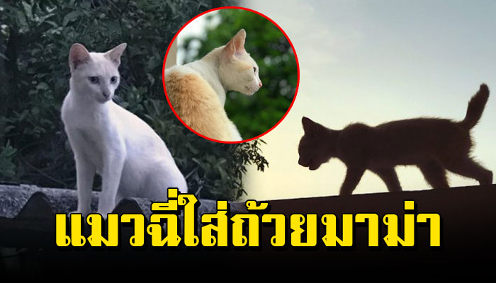 หนุ่มเลี้ยงแมว 10 กว่าปีไม่เคยเจอแมวฉี่ใส่ถ้วยมาม่า ที่กำลังจะกิน