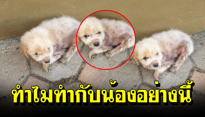 ลูกหมากำพร้าแม่อยู่โดนเดี่ยวเผชิญกับโลกภายนอกถูกเจ้าถิ่นฟัดจนขาเป็นแผล